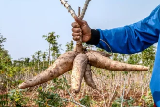 cassava-in-hand